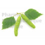 Betula pubescens (chatons) bourgeon - bouleau