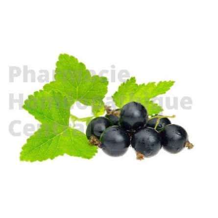 Cassis Ribes nigrum - extrait de plante fraîche standardisé en solution buvable