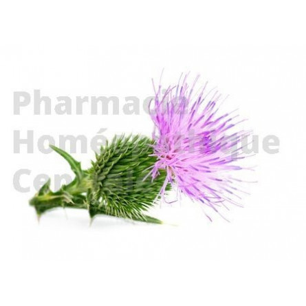 Le chardon marie est une plante médicinale utilisée dans le traitement de divers troubles hépatiques et biliaires.