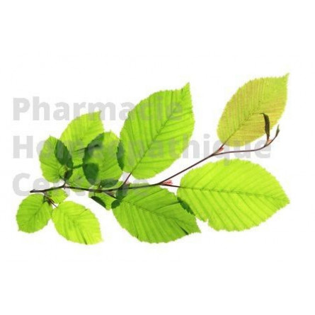 Charme bourgeons - pur ou dilution 1DH (au choix) - Pharmacie Homéopathique Générale