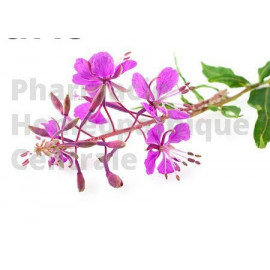 TISANE EPILOBE - Epilobium parviflorum - hypertrophie bégnine de la prostate