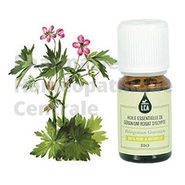 GERANIUM ROSAT d'EGYPTE - HUILE ESSENTIELLE BIO LCA