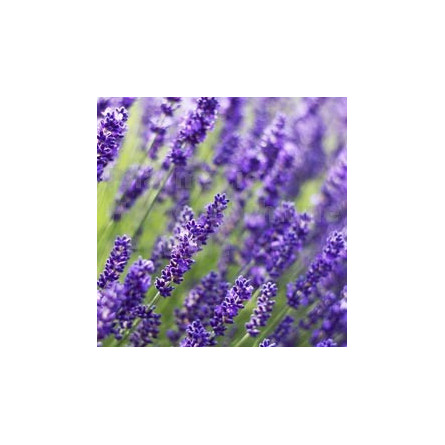 LAVANDE OFFICINALE - HUILE ESSENTIELLE PHG BIO