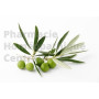 L'olivier a des vertus antihypertensives. il régule la tension artérielle. Extrait de plante fraîche standardisé