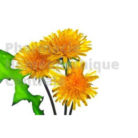 PIssenlit EPS, Taraxacum officinalis Draineur du foie, du rein et propriétés diurétiques et dépuratives (rétention d'eau)