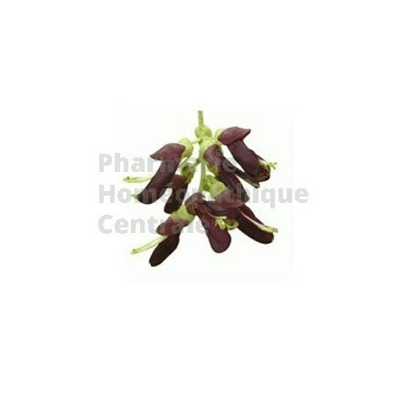 MUCUNA EPS - Phytothérapie PhytoPrevent pour la libido