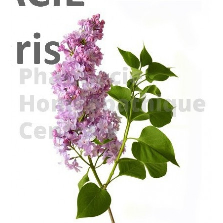 Lilas bourgeons, Syringa vulgaris - pur ou dilution 1DH (au choix) 