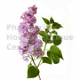 Lilas bourgeons, Syringa vulgaris - pur ou dilution 1DH (au choix) 