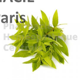 VERVEINE ODORANTE - Verbana officinalis - vertus calmantes