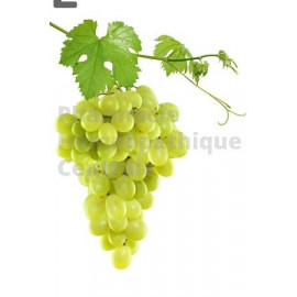 Vigne rouge bourgeons - pur ou dilution 1 DH ( au choix)