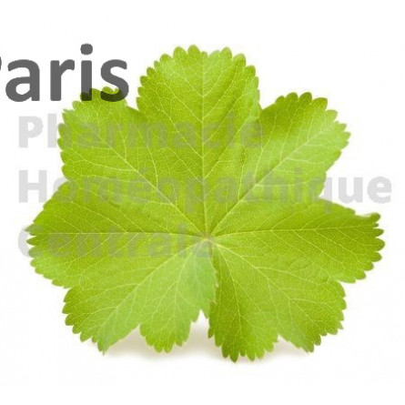 ALCHEMILLE  Alchemilla vulgaris Astringente, anti-diarrhéique, cicatrisante et anti-hémorragique.