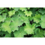 ALCHEMILLE EPS - Alchemilla vulgaris 