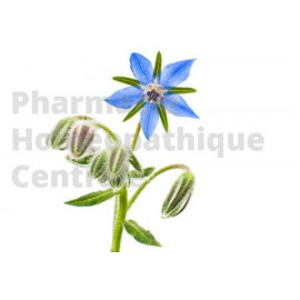 La BOURRACHE Borago officinalis a des propriétés sudorifiques, diurétiques, adoucissantes et dépuratives.