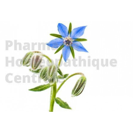 La BOURRACHE Borago officinalis a des propriétés sudorifiques, diurétiques, adoucissantes et dépuratives.