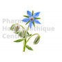 La BOURRACHE Borago officinalis a des propriétés sudorifiques, diurétiques, adoucissantes et dépuratives.