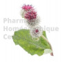 BARDANE Arctium lappa - racine en sachet de 75g  Plante phare de l'acné et de la surproduction de sébum