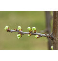 Bourgeons - Gemmothérapie ou 1 DH