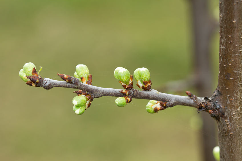 Bourgeons - Gemmothérapie ou 1 DH