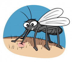 Piqûres d'insectes et huiles essentielles