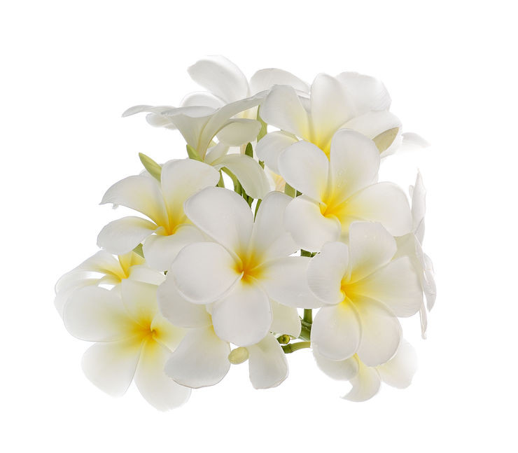 Guide des fleurs de Bach : les élixirs floraux au service de vos émotions