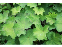 ALCHEMILLE EPS - Alchemilla vulgaris 
