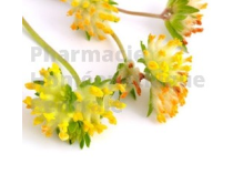 ASTRAGALE EPS - Phytothérapie PhytoPrevent