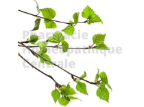 Bouleau pubescent  bourgeons - pur ou dilution 1 DH ( au choix)