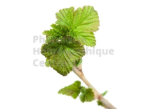 Cassis bourgeons -  pure ou dilution 1 DH  (au choix)