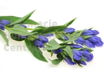 Gentiane Plantes aux vertus digestives (stimulation des sécrétions digestives et action hépato-protectrice).