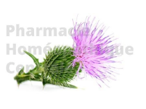 CHARDON MARIE EPS - Phytothérapie PhytoPrevent