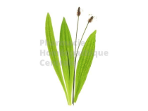 PLANTAIN LANCEOLE EPS - Phytothérapie Phytoprevent