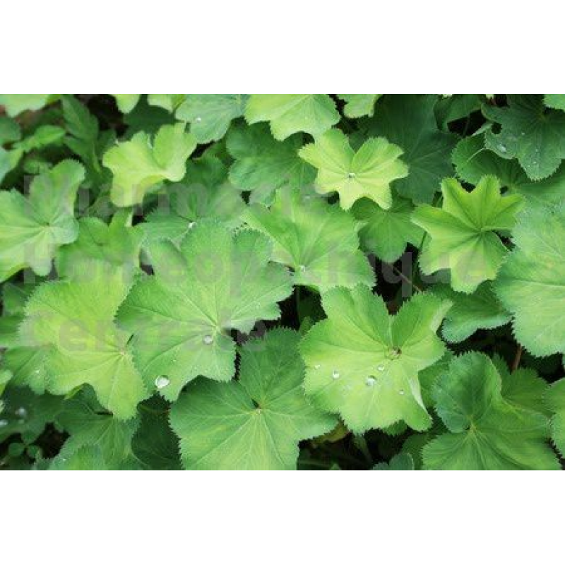 ALCHEMILLE EPS - Alchemilla vulgaris 