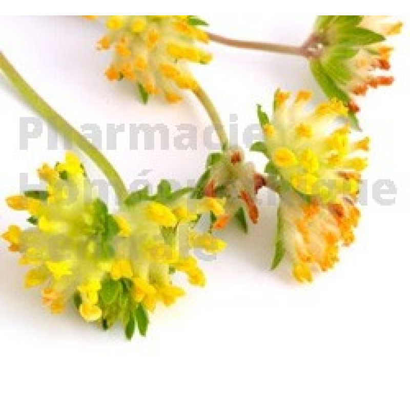 Astragale Extrait de Plantes Fraîches - EPS