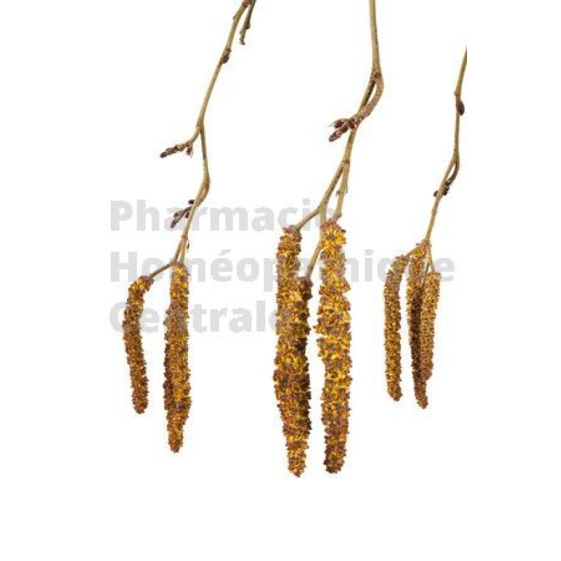 Aulne des montagnes bourgeons - pur ou dilution 1DH (au choix)