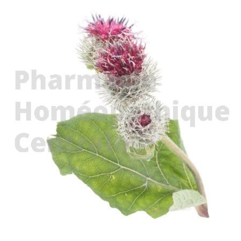 BARDANE Arctium lappa - racine en sachet de 75g  Plante phare de l'acné et de la surproduction de sébum