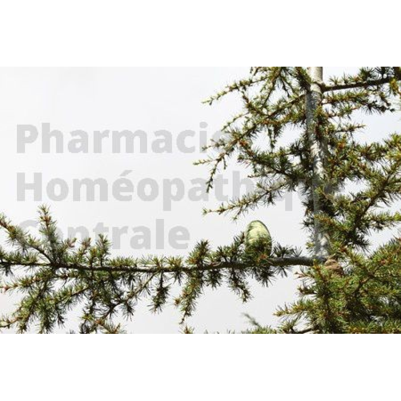 Cèdre du Liban - Cedrus libani -  bourgeons - pour ou dilution 1DH