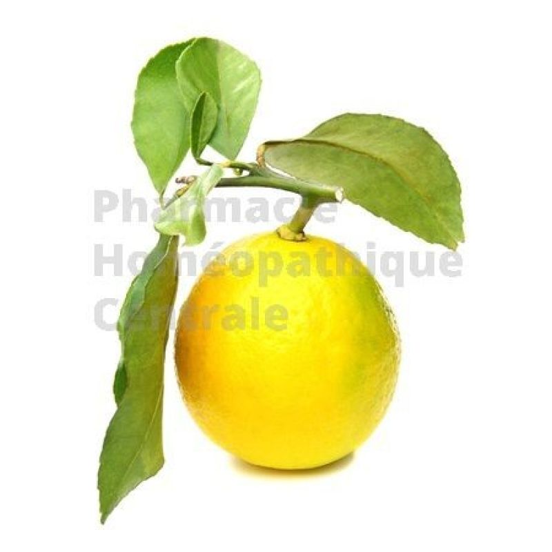 Citronnier bourgeon - action sur le système circulatoire et articulaire