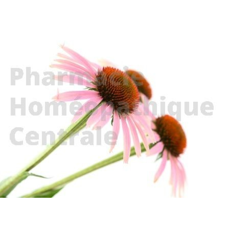 ECHINACEE EPS - Phytothérapie PhytoPrevent  pour stimuler l'immunité et protéger l'organisme des infections respiratoires. 