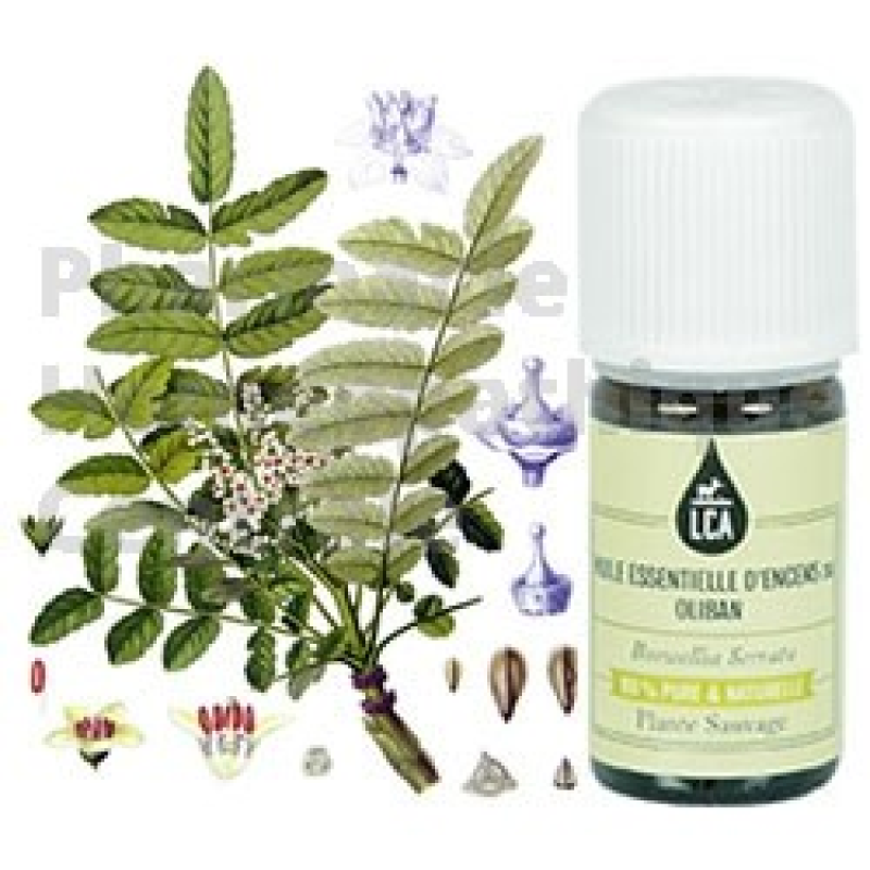 Encens ou oliban en huile essentielle bio immuno-stimulante 