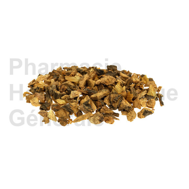 Gentiane- Gentiana lutea Plantes