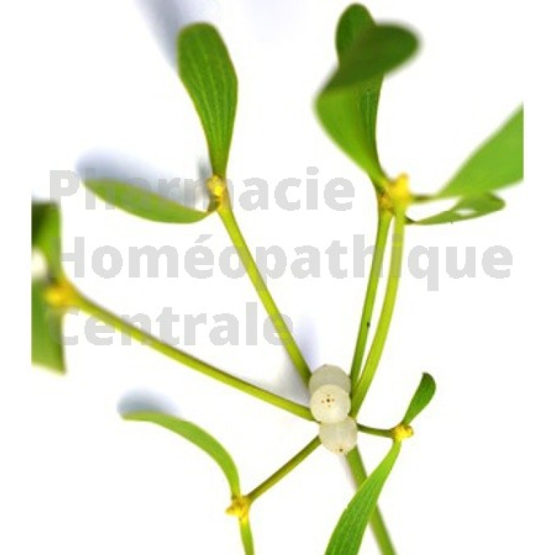 Gui du pommier bourgeons - pur ou dilution - Pharmacie Homéopathique Générale Paris