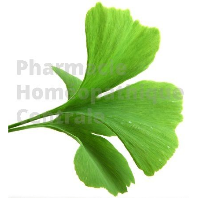 Le Ginkgo biloba est réputé pour ses propriétés anti-inflammatoires, pour son action renforçant le tonus veineux 