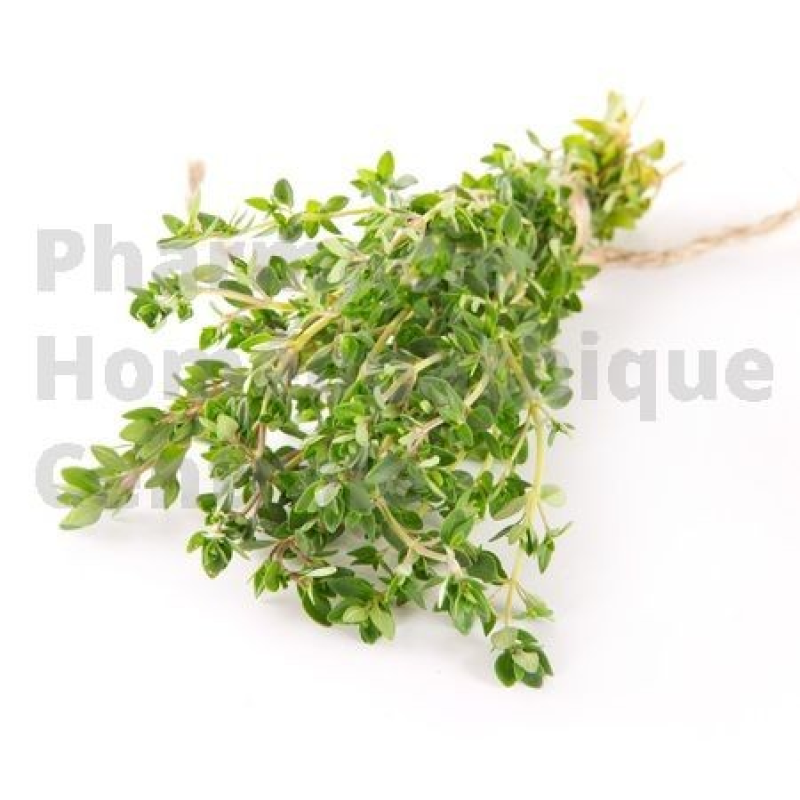 Le Thym possède des vertus antiseptiques pour soigner les infections pulmonaires. Thymus vulgaris 