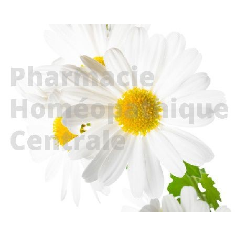 L'EPS de grande camomille est essentiellement utilisée pour les migraines. 
