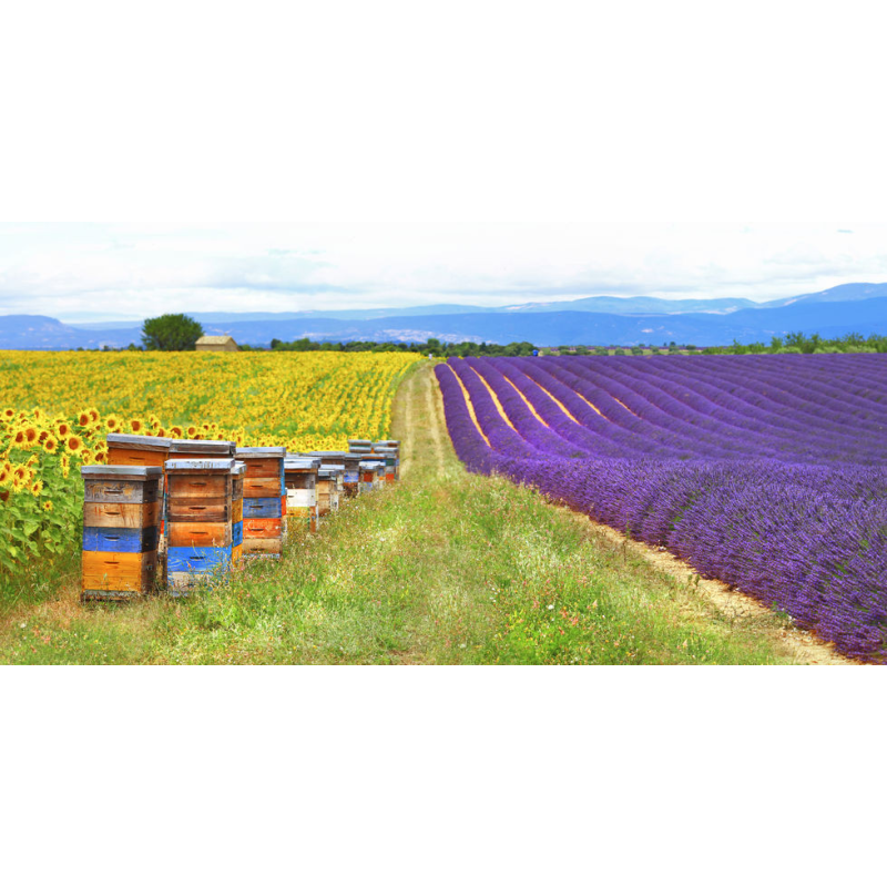 Les produits de la ruche et leurs propriétés