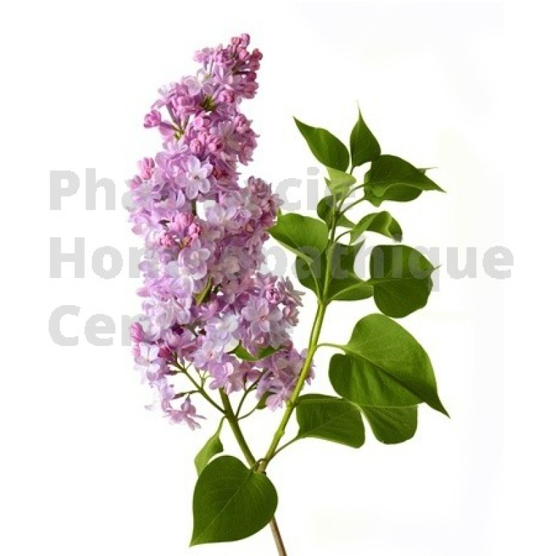 Lilas bourgeons, Syringa vulgaris - pur ou dilution 1DH (au choix) 
