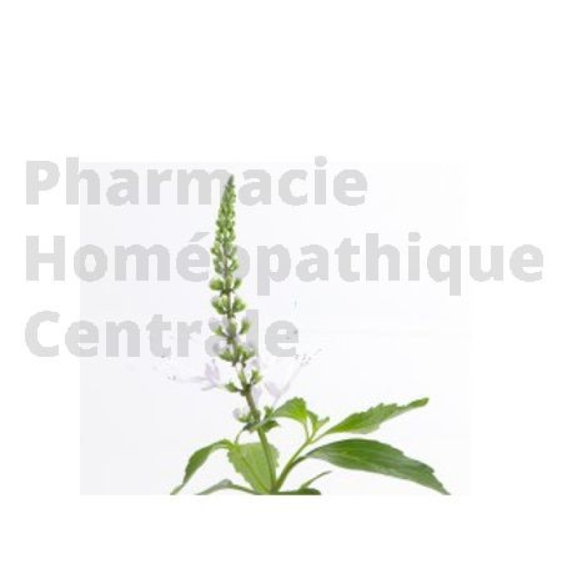 Orthosiphon stamineus L'orthosiphon a un pouvoir diurétique, et est une aide précieuse dans une cure d'amincissement. 