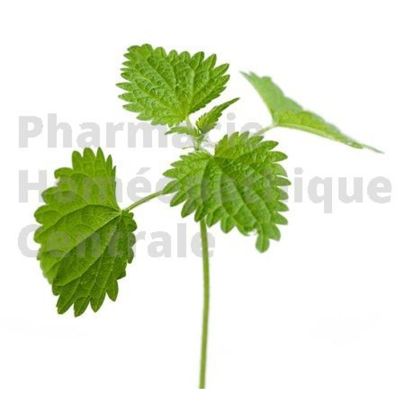 ORTIE (racines) Urtica dioïca  pour les troubles de la prostate et l'acné de l'adolescent.