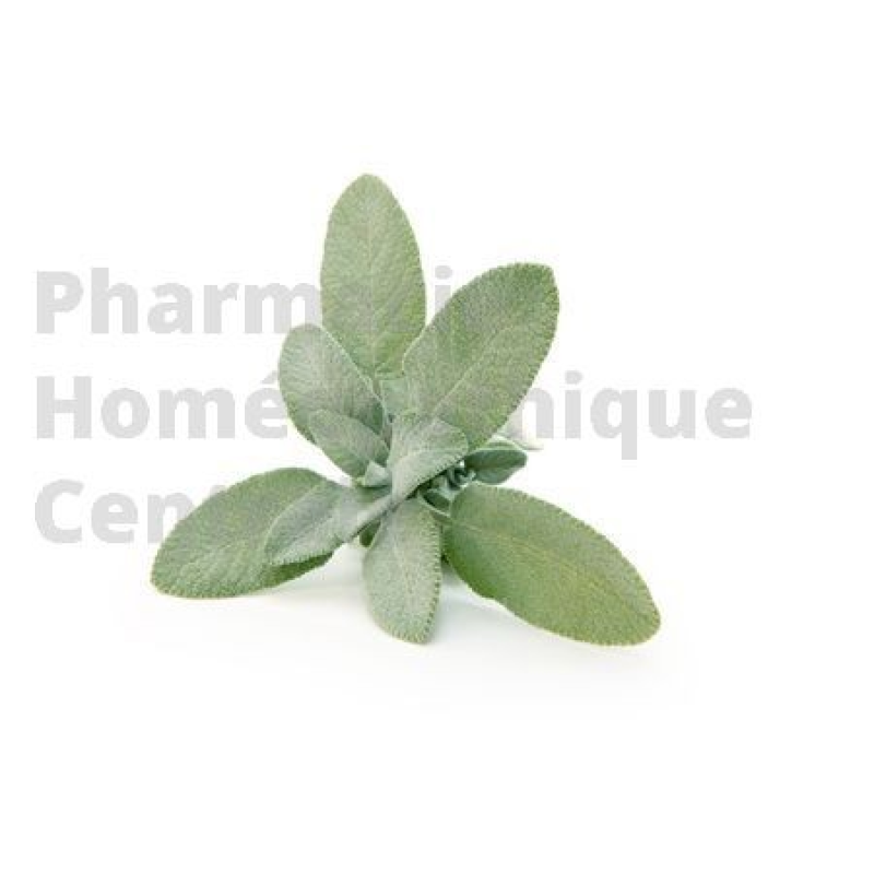 SAUGE OFFICINALE Salvia officinalis pour bouffées de chaleur et les sueurs liées à la ménopause.