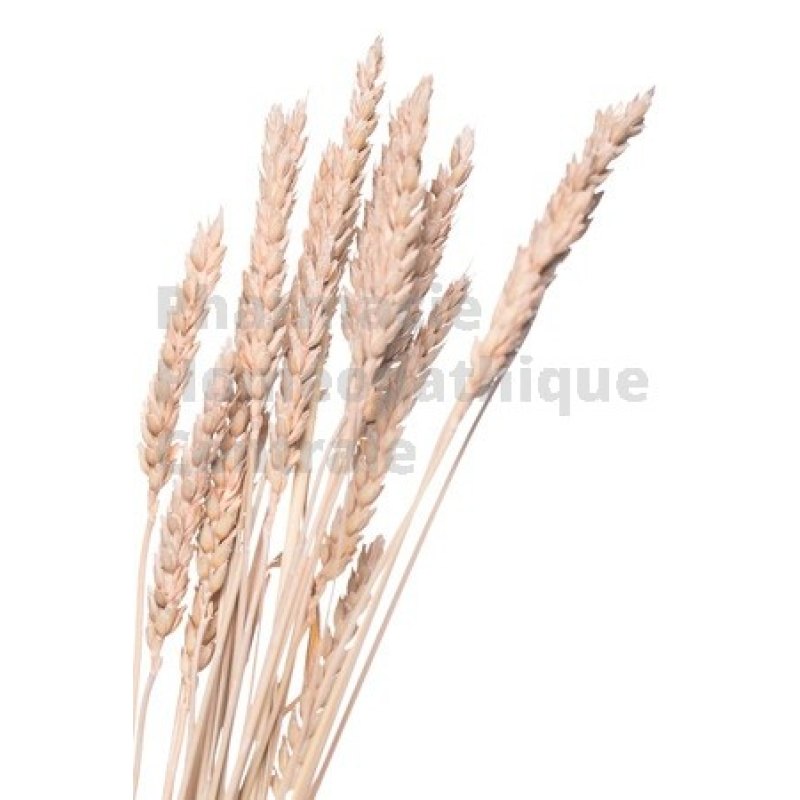 Seigle bourgeon - pur ou dilution 1DH (au choix) - Pharmacie Homéopathique Générale